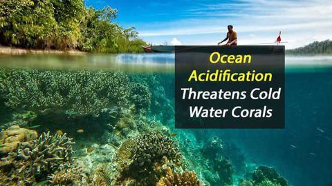 Cold-Water Corals Threatened By Ocean Acidification