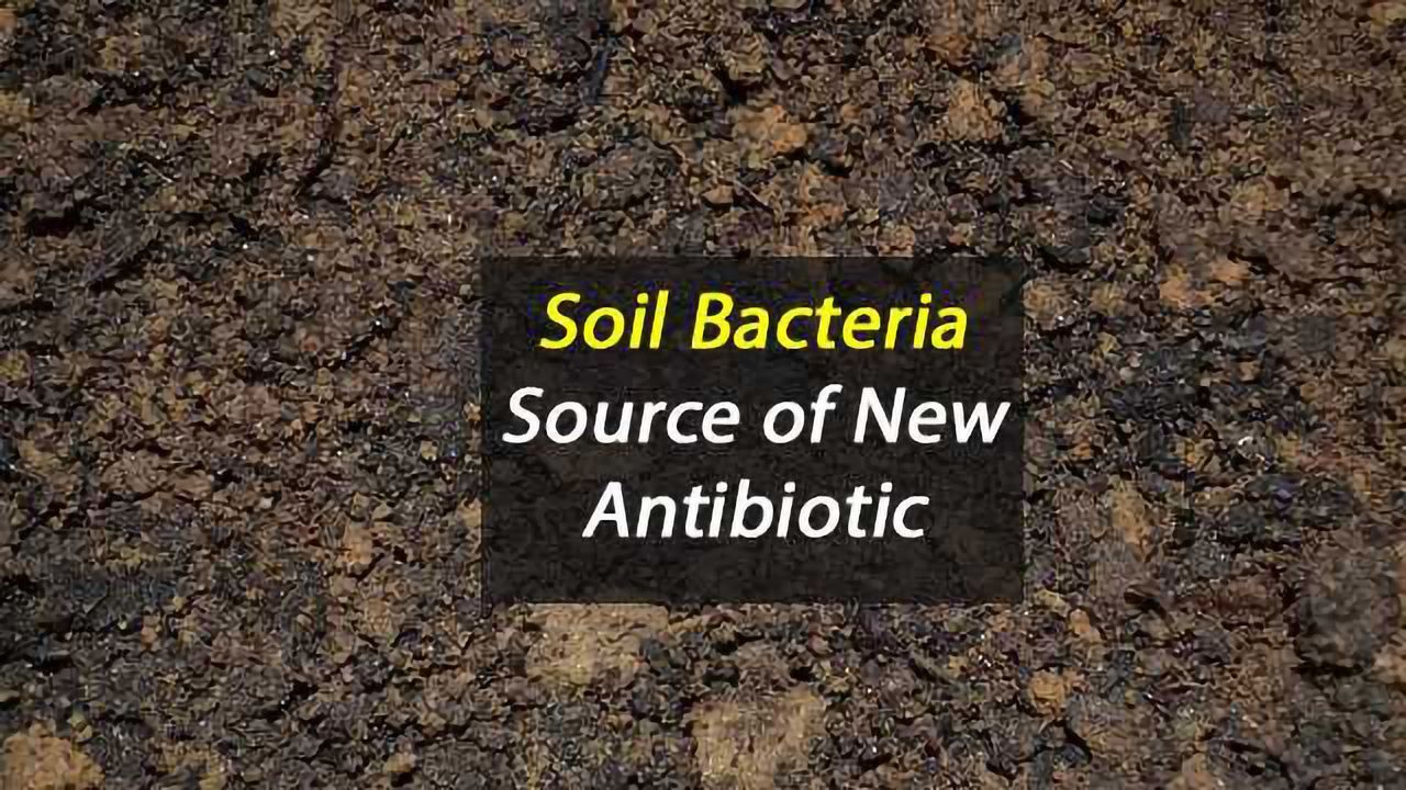 Soil Bacteria Source of New Antibiotic