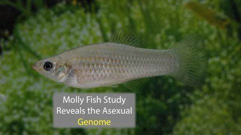 Genomic Study Reveals Molly Fish Has Gone 500,000 Generations Without Sex