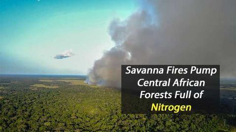 Secrets of Remote African Forests Revealed