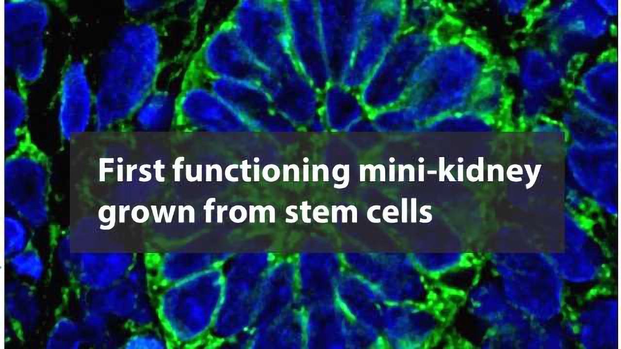 Functioning Kidney Tissue Generated from Stem Cells