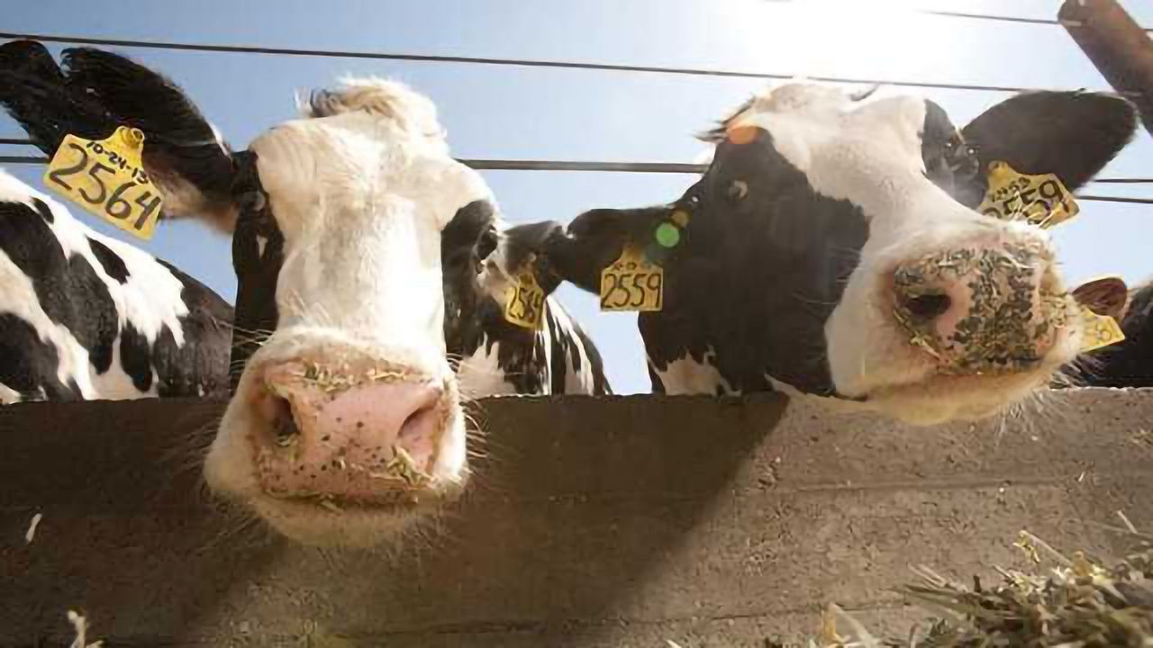 Embryonic Stem Cells Isolated in Cows