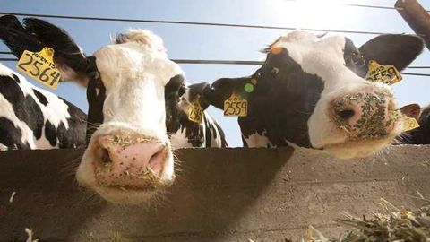 Embryonic Stem Cells Isolated in Cows