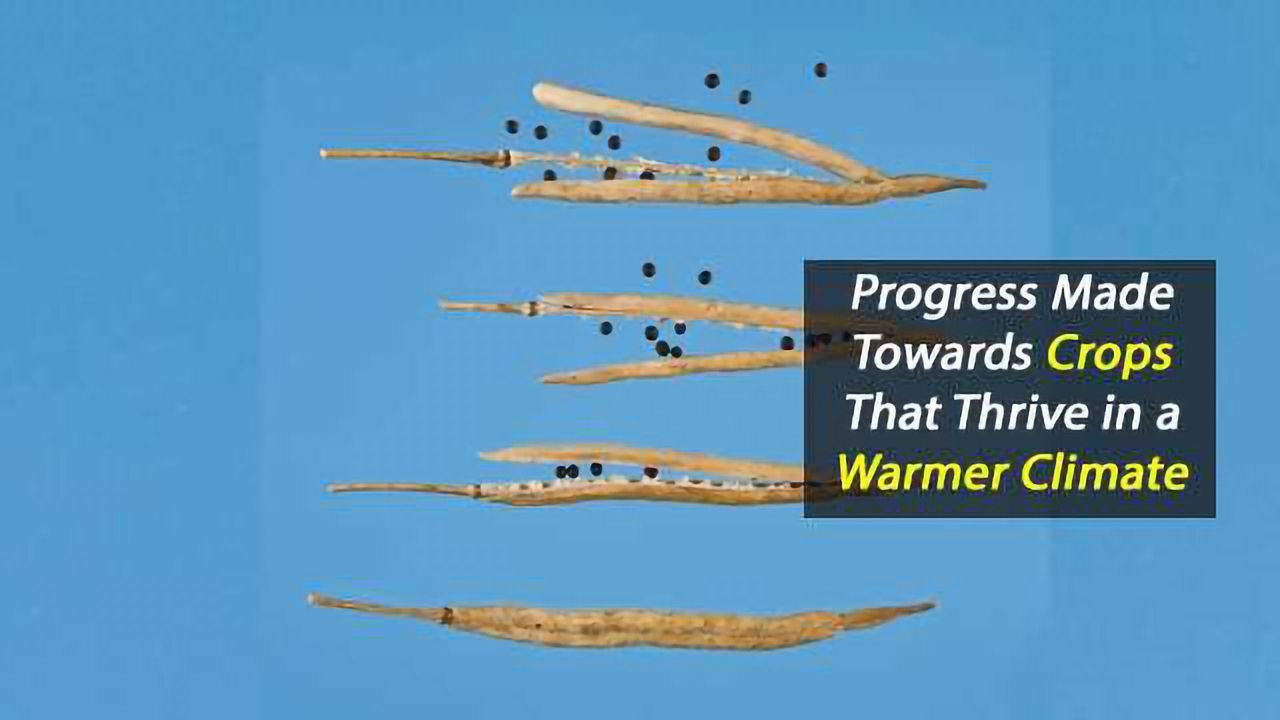 Step Closer to Creating Crops That Are Better Adapted for Climate Change