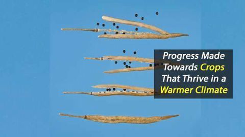 Step Closer to Creating Crops That Are Better Adapted for Climate Change