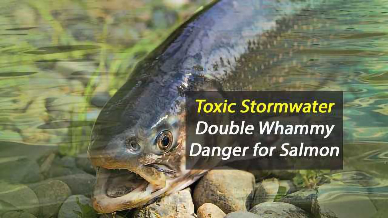 Toxic Stormwater Kills and Debilitates Salmon