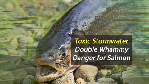 Toxic Stormwater Kills and Debilitates Salmon