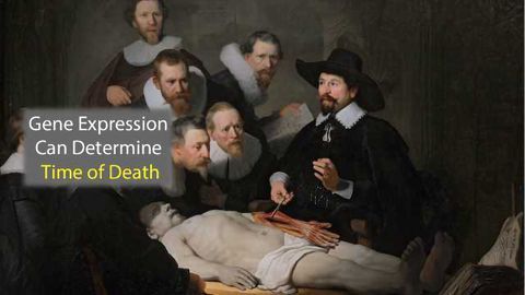 Gene Expression Patterns Can Determine Time of Death