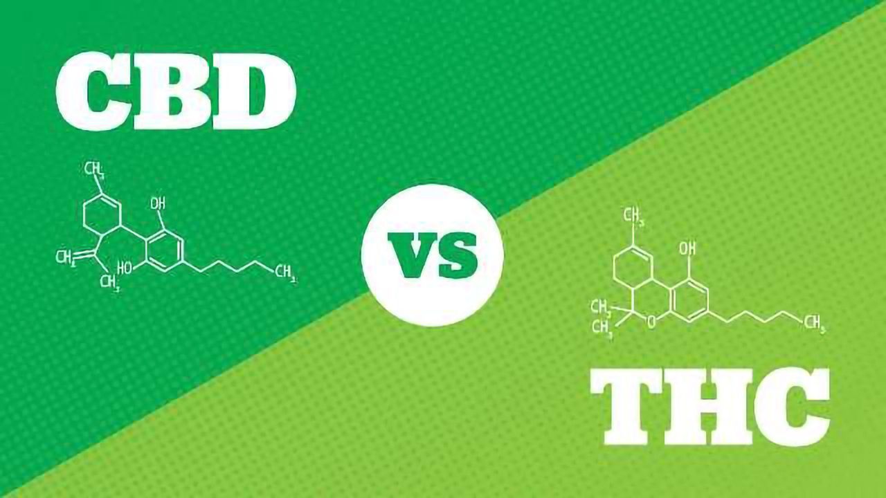CBD vs THC – What are the Main Differences?