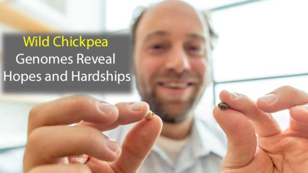 Genomic Study of Wild Chickpea Identifies Promising Traits
