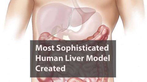 Scientists Create Most Sophisticated Human Liver Model Yet