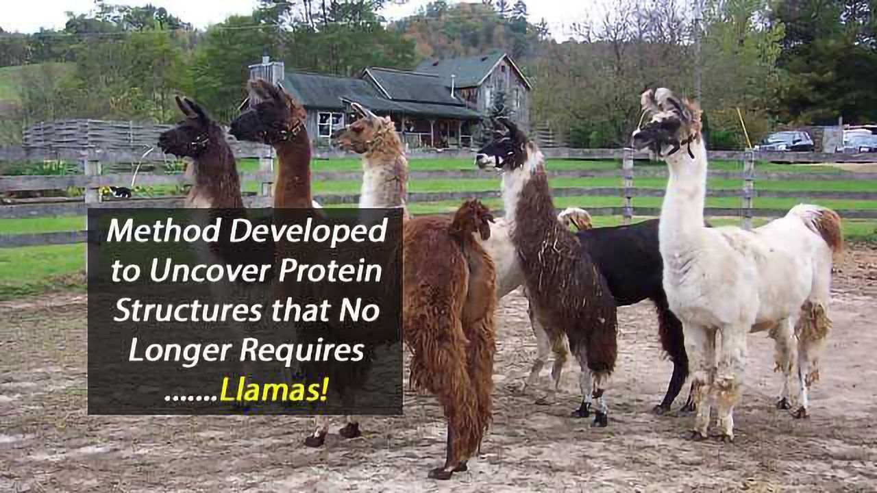 No Llamas Required