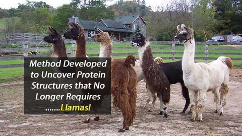 No Llamas Required