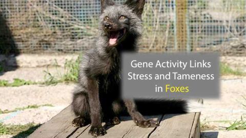 Gene Activity Links Stress and Tameness in Foxes