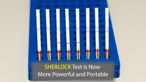 SHERLOCK, the Paper-Based DNA Sleuth, Receives a Powerful Upgrade
