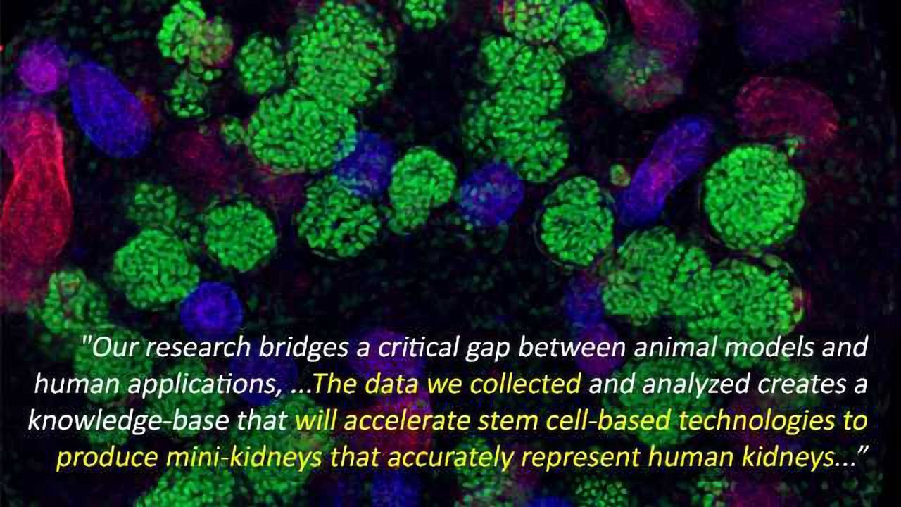 Tiny Kidneys: Building Better Models to Test Drugs