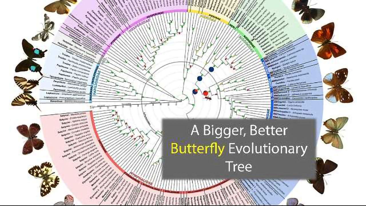 The Butterfly Evolutionary Tree Is Now Bigger and Better
