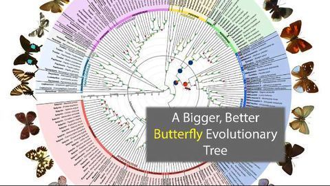 The Butterfly Evolutionary Tree Is Now Bigger and Better
