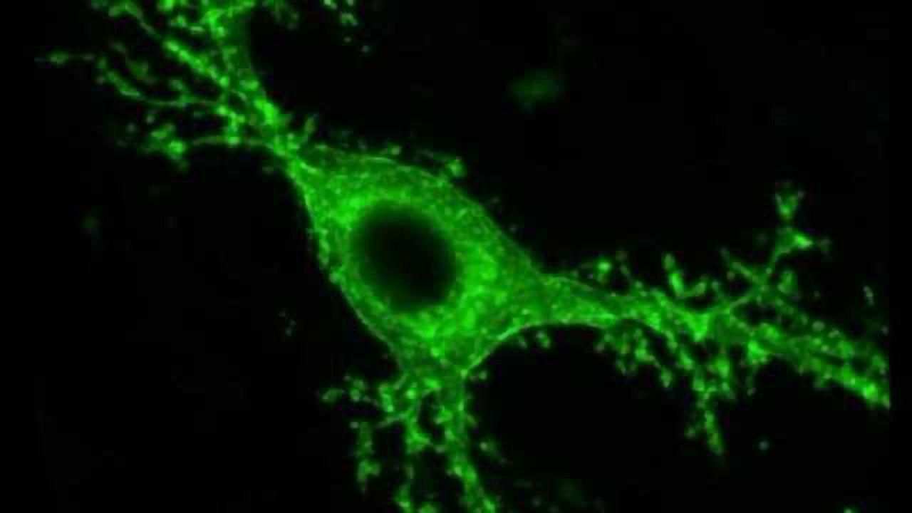 Specific Set of Nerve Cells Controls Seizures’ Spread Through Brain