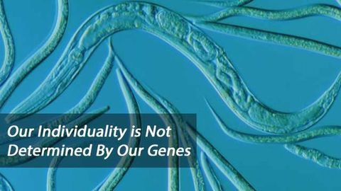 Neuromodulation of Behavior and Individuality Measured Over a Life-Time