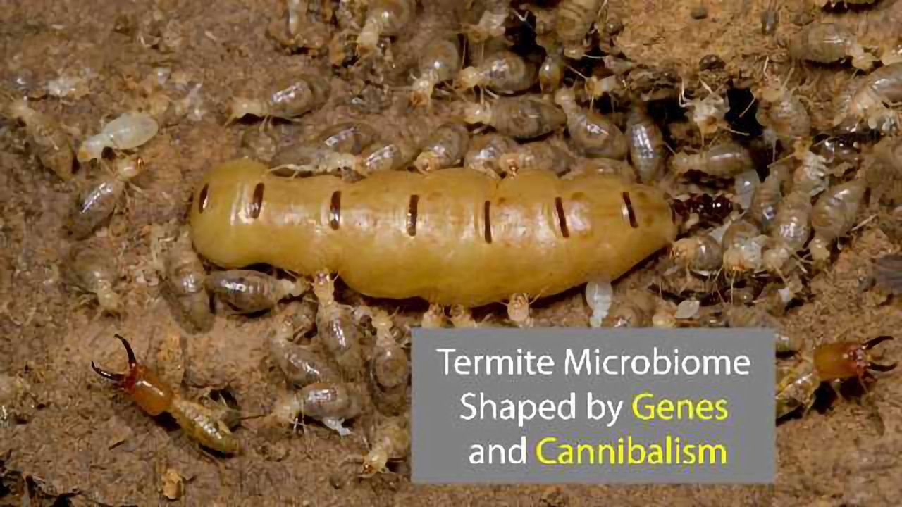 Inheritance and Cannibalism Shape the Termite Gut Microbiome