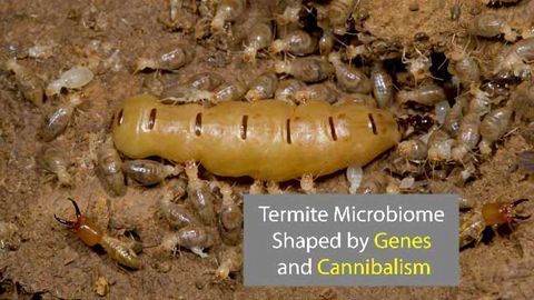 Inheritance and Cannibalism Shape the Termite Gut Microbiome