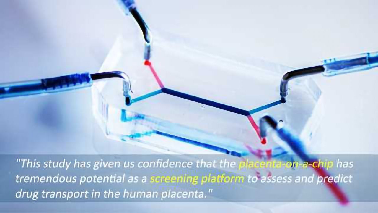 Researchers Test Drug Transfer Using Placenta-On-A-Chip