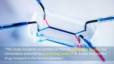 Researchers Test Drug Transfer Using Placenta-On-A-Chip