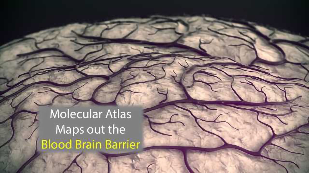 Molecular Atlas Maps Out the Blood Brain Barrier