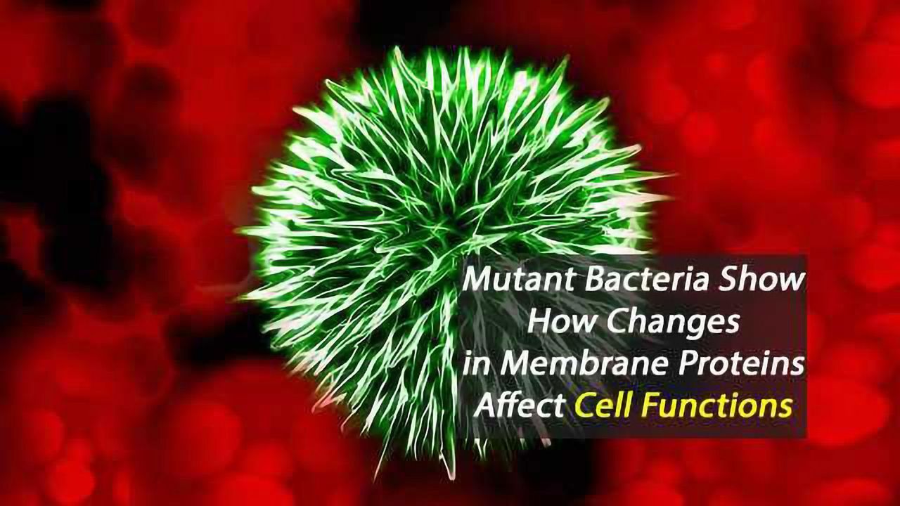 Mutant Bacteria Show How Changes in Membrane Proteins Affect Cell Functions
