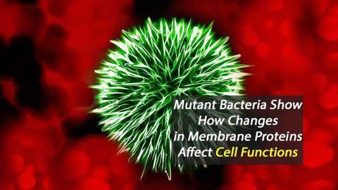 Mutant Bacteria Show How Changes in Membrane Proteins Affect Cell Functions