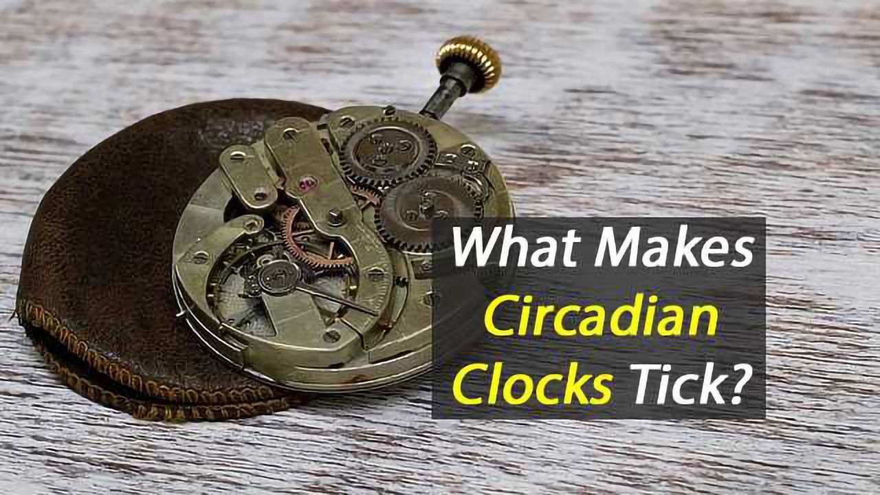 How Proteins Shape-Shift By the Hour is Central to Figuring Out How Circadian Clocks Work