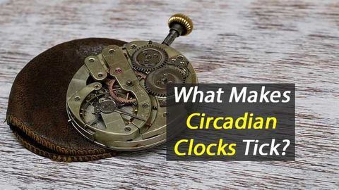 How Proteins Shape-Shift By the Hour is Central to Figuring Out How Circadian Clocks Work