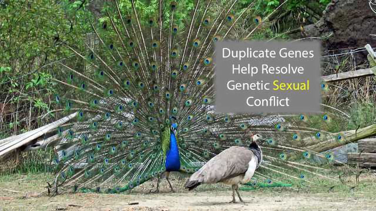 Duplicate Genes Offer a Explanation for Differences Between the Sexes
