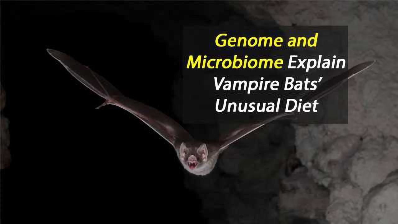 Genome and Microbiome Explain Vampire Bats’ Unusual Diet