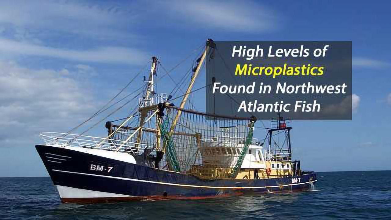 High Levels of Microplastics Found in Northwest Atlantic Fish