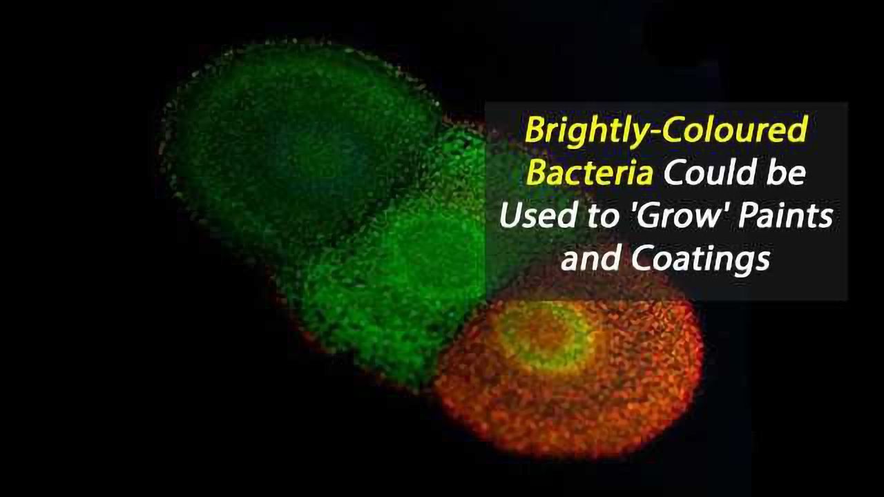 Brightly-Coloured Bacteria Could be Used to 'Grow' Paints and Coatings