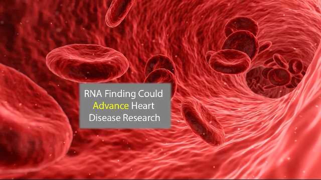 RNA That Helps Grow Blood Vessels Could Aid Heart Disease Research