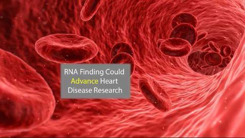 RNA That Helps Grow Blood Vessels Could Aid Heart Disease Research