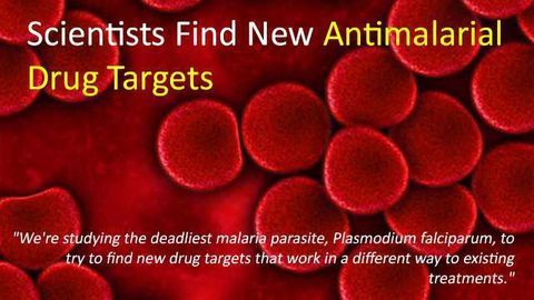 New Antimalarial Drug Targets Discovered