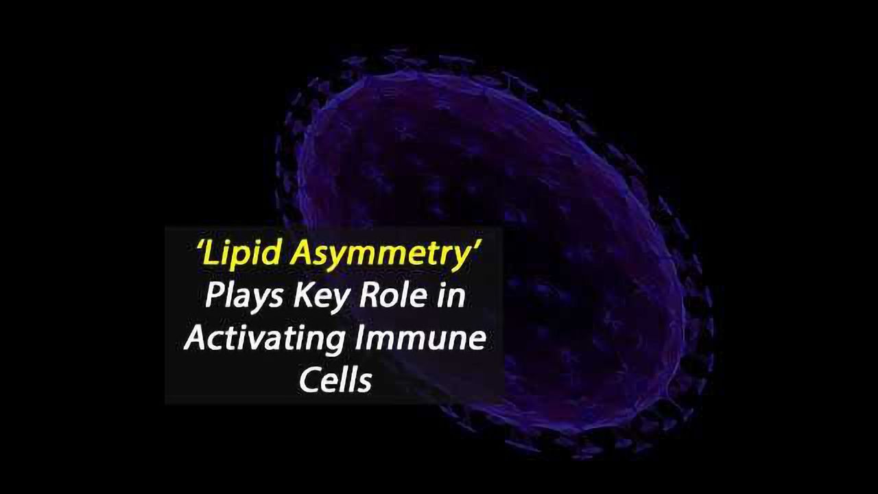 ‘Lipid Asymmetry’ Plays Key Role in Activating Immune Cells