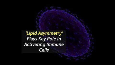 ‘Lipid Asymmetry’ Plays Key Role in Activating Immune Cells
