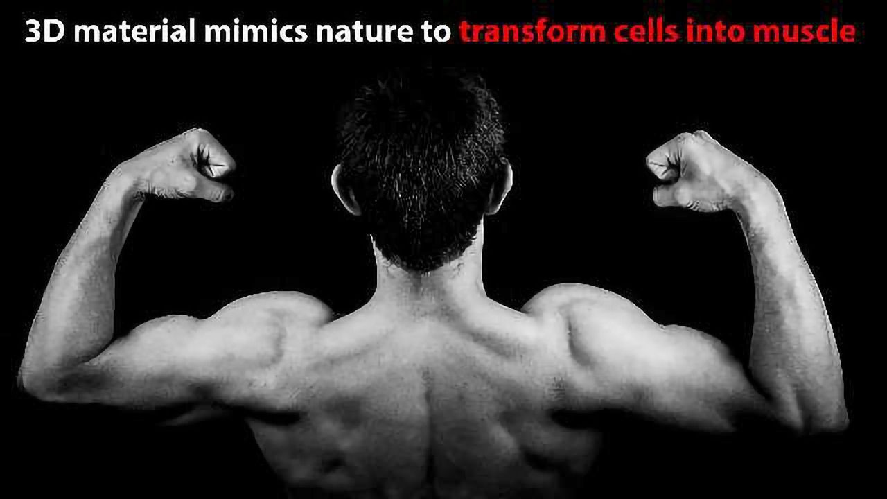 Novel Scaffolds to Grow Muscle Developed