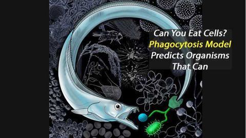 Can You Eat Cells? Computer Model Predicts Organisms that Use Phagocytosis
