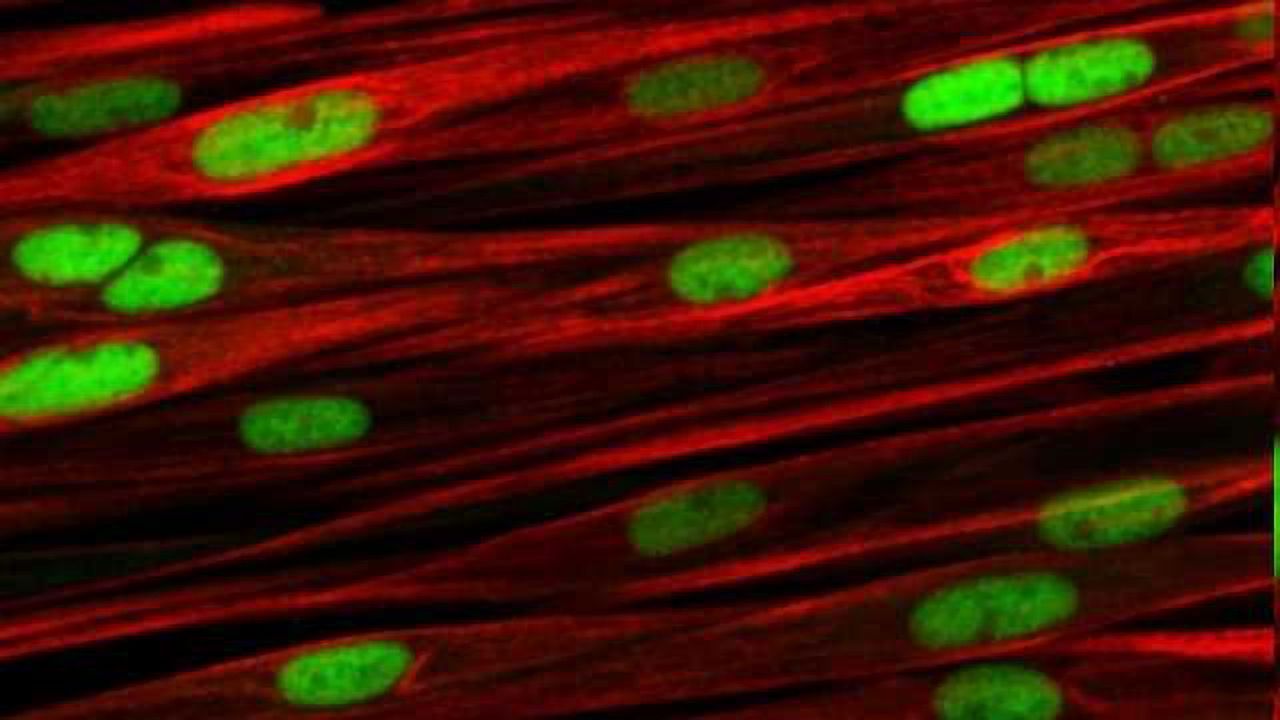 Human Cell Culture Made Easy