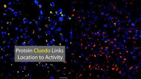 A Mystery Solved: "Protein Cluedo" Reveals Enzyme Secrets