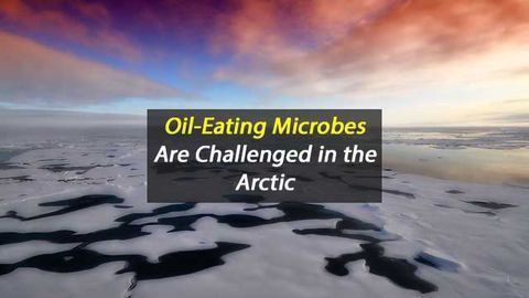 Could Oil-Degrading Microbes Protect the Arctic?