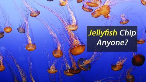 Fancy A Jellyfish Chip?