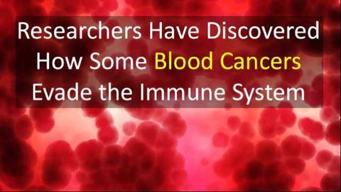 Blood Cancers are Outsmarting the Immune System, But How?