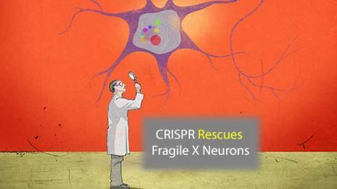 CRISPR Rescues Fragile X Syndrome Neurons